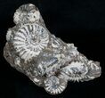 Nodule With Pleuroceras Ammonites - Germany #6173-3